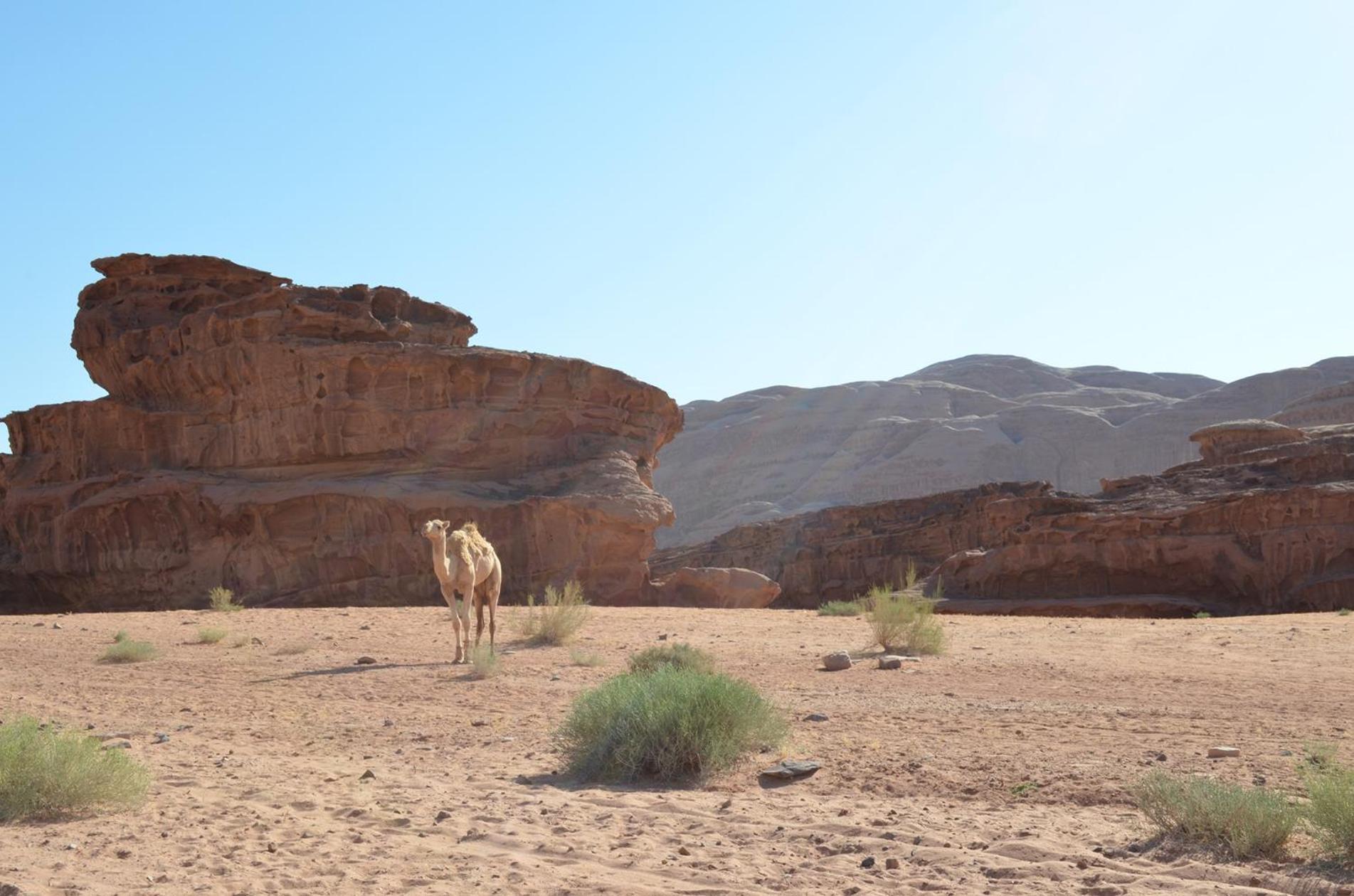 Wadi Rum Caeser Camp Hotell Eksteriør bilde